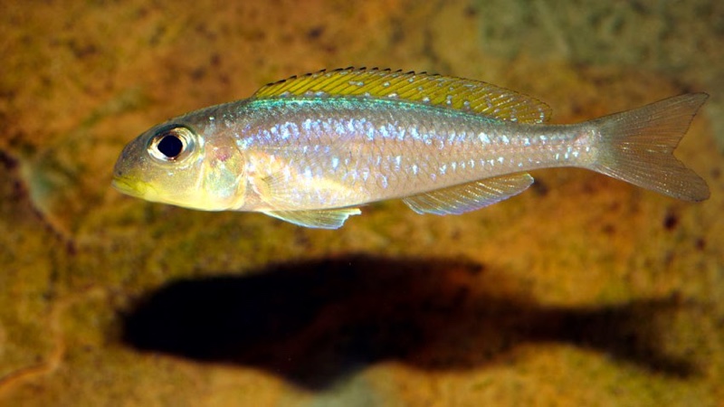 Xenotilapia flavipinnis 'Mtotokainda Island' (Kainda)
